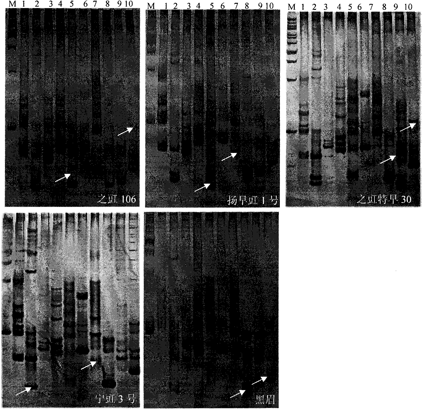 Method for rapidly detecting seed purity of asparagus bean cultivars and reagent kit thereof