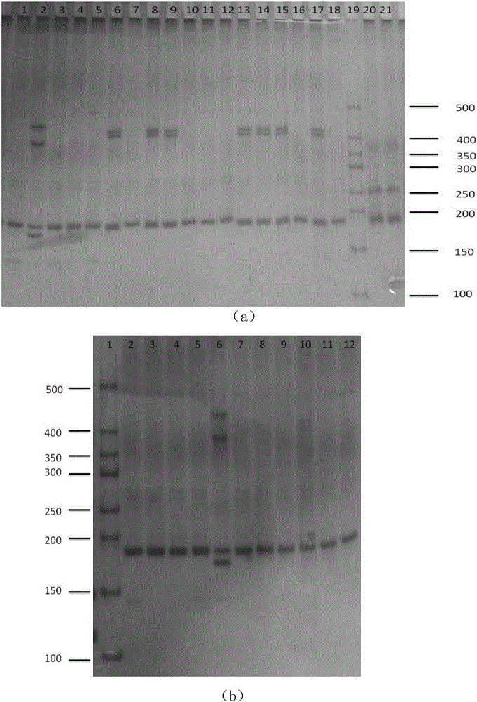 Peronia verruculata microsatellite marking and screening method