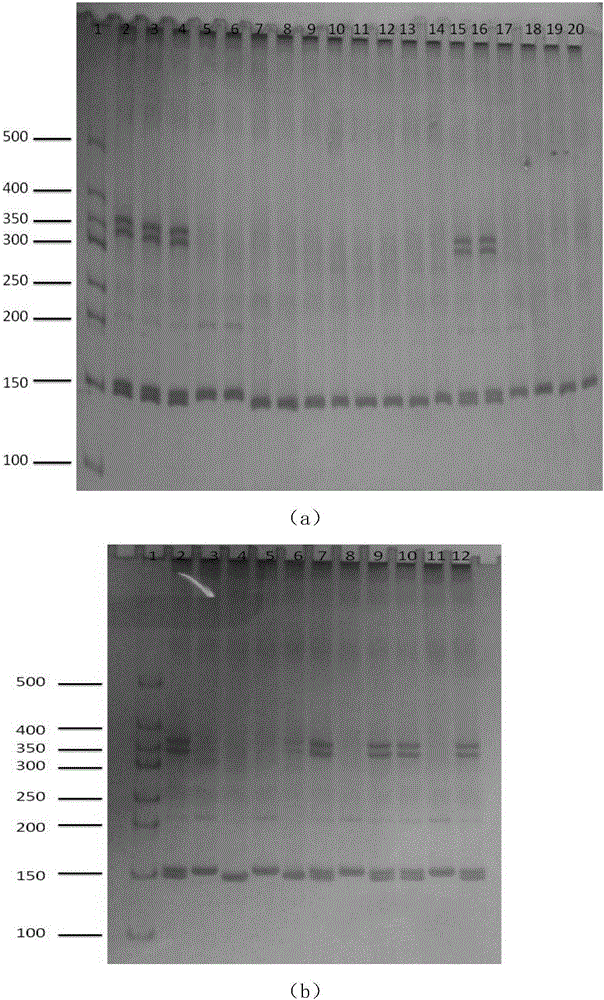 Peronia verruculata microsatellite marking and screening method