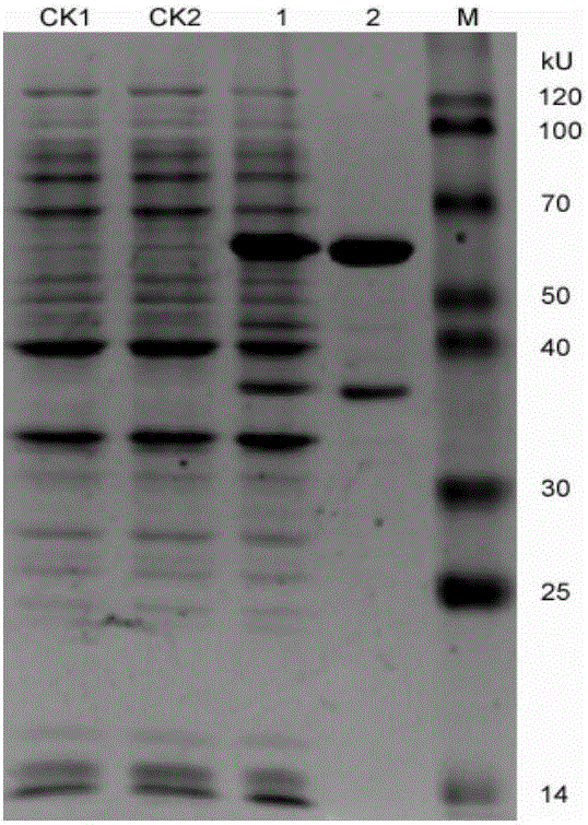 Urate oxidase gene of bacillus subtilis BS04 and application thereof