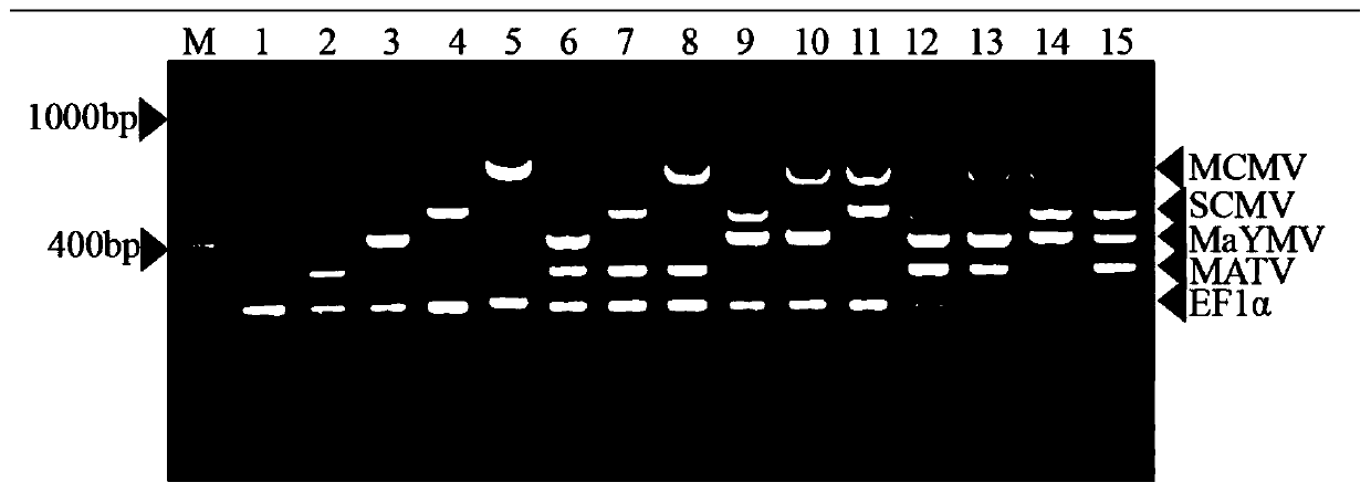 Multiplex RT-PCR method for simultaneously detecting four corn viruses