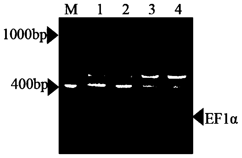 Multiplex RT-PCR method for simultaneously detecting four corn viruses