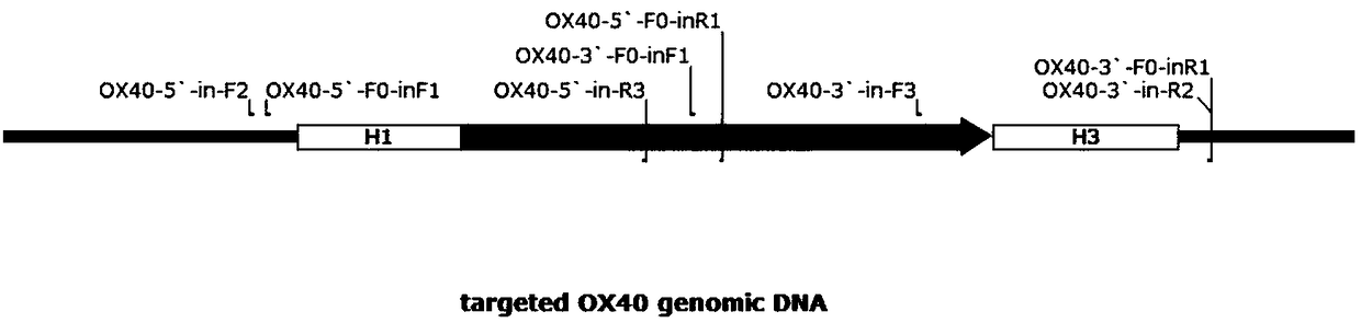 Method for constructing OX40 gene modified humanized animal model and application thereof
