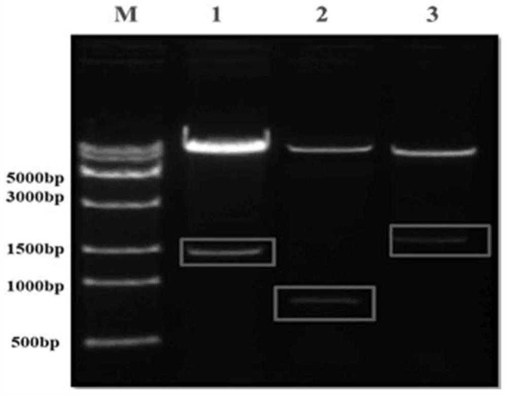 A kind of recombinant h7n9 subtype avian influenza virus-like particle and its preparation method and application
