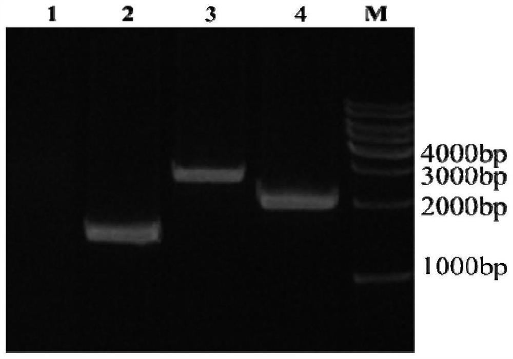 A kind of recombinant h7n9 subtype avian influenza virus-like particle and its preparation method and application