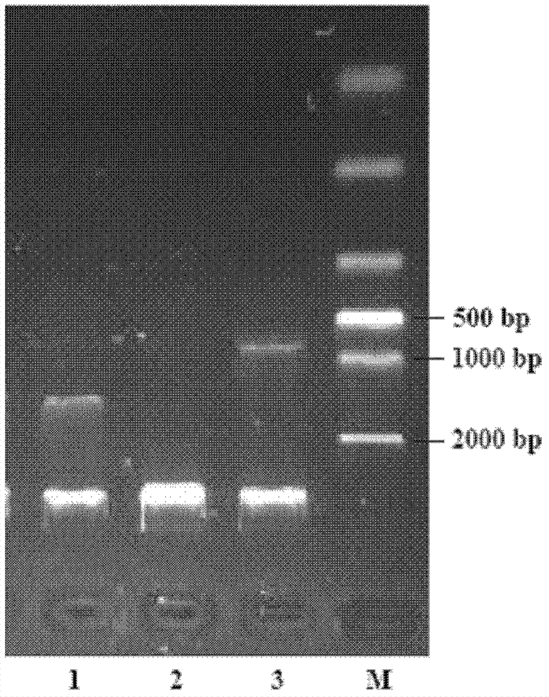 Chimaera for HK97 bacteriophage virus-like particle and application of chimaera