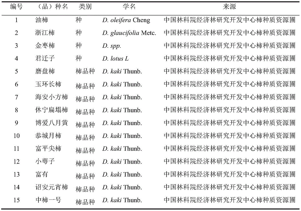 Method for identifying persimmon germplasm by using cpDNA (chloroplast deoxyribonucleic acid) molecular marker