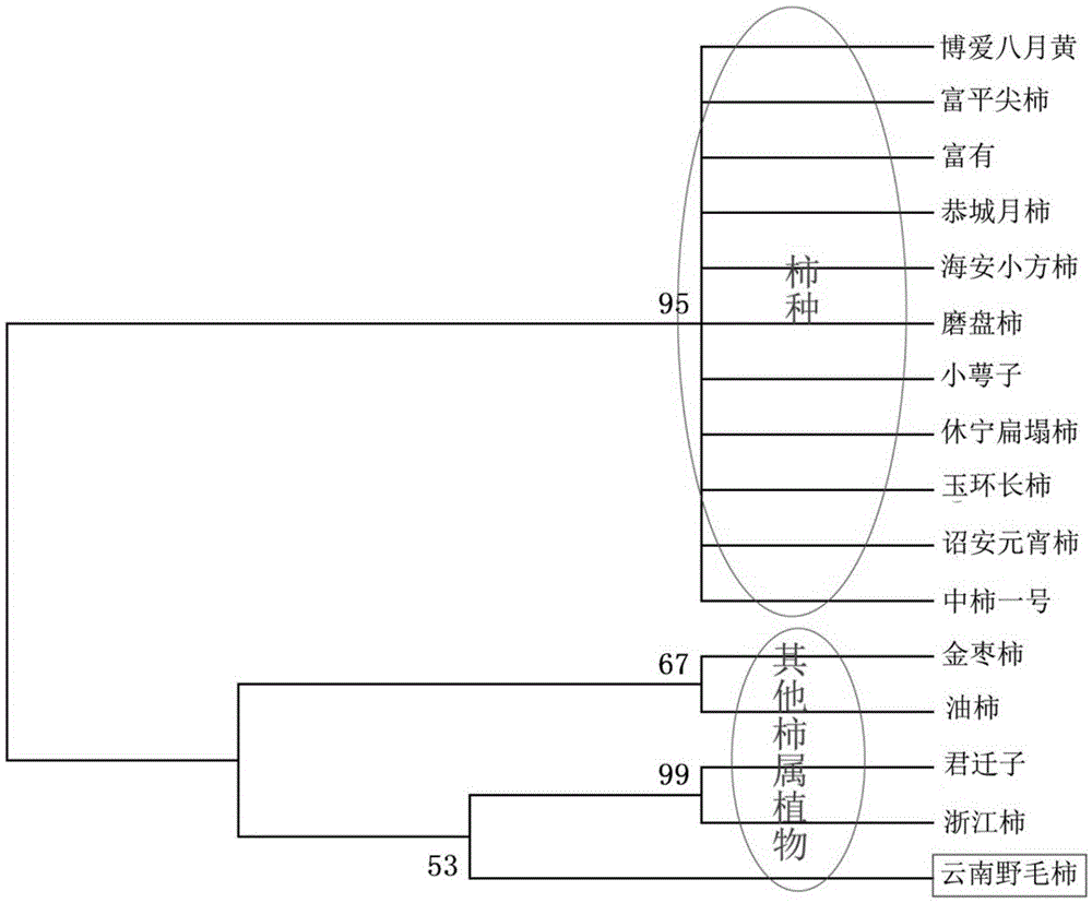 Method for identifying persimmon germplasm by using cpDNA (chloroplast deoxyribonucleic acid) molecular marker