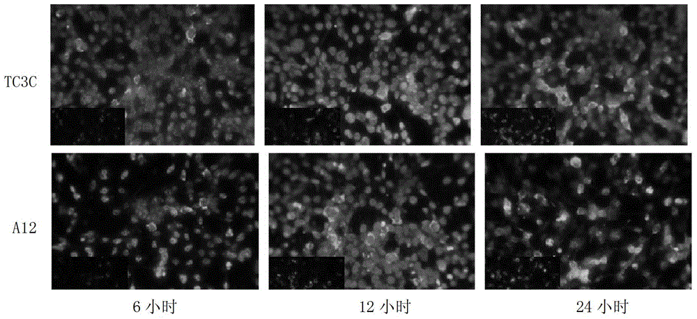 Visible recombinant virus of human enterovirus 71 and application thereof