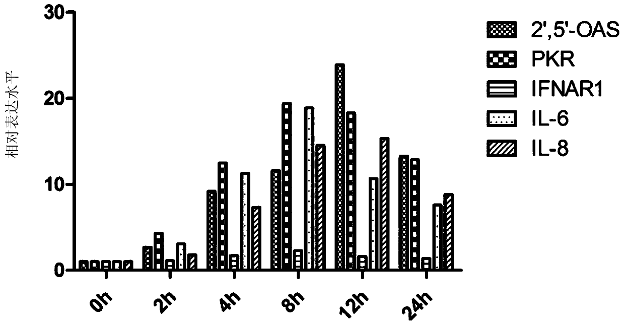 A kind of oral poultry interferon fusion protein and its application as immune enhancer