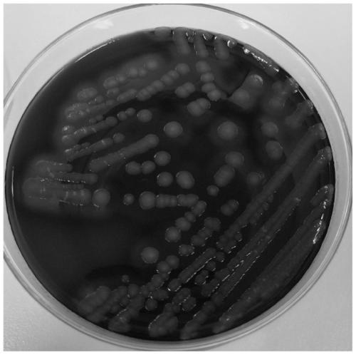 Method for isolation and identification of bacillus circulans