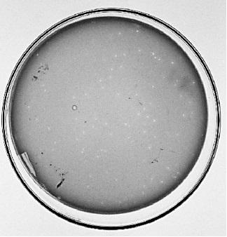 A kind of coliphage and its application