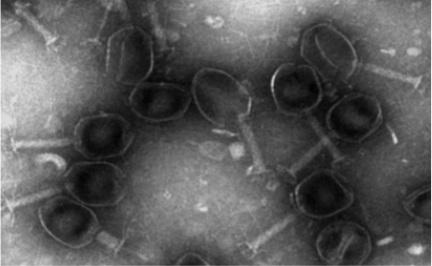 A kind of coliphage and its application