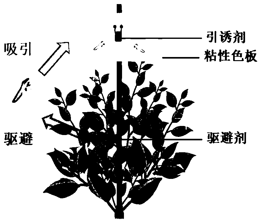 Method for trapping and killing tea lesser leafhoppers with plant repellent and attractant in push-pull manner