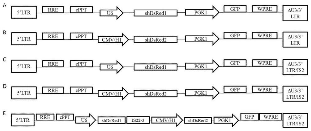 A lentiviral multi-promoter stable expression vector constructed by combining insulators and its construction method