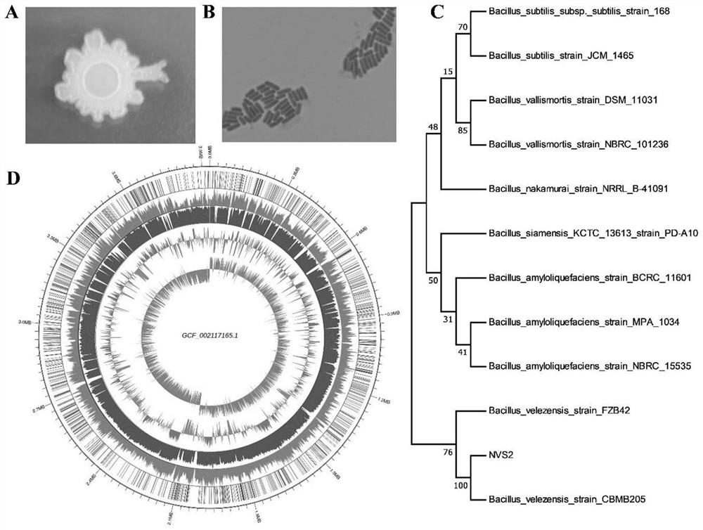 Bacillus velezensis derived from sheep nasal cavity and application thereof