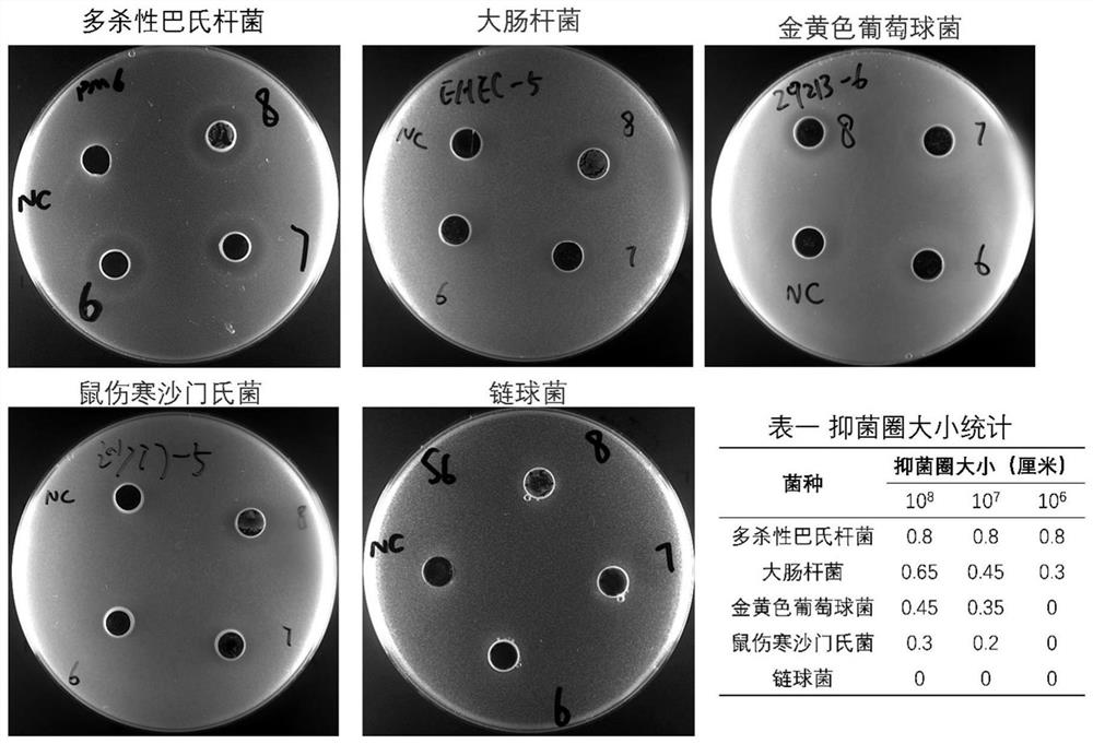 Bacillus velezensis derived from sheep nasal cavity and application thereof