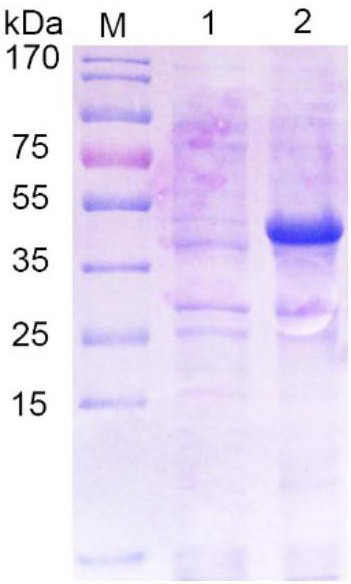 A detection kit for porcine transmissible gastroenteritis virus antibody