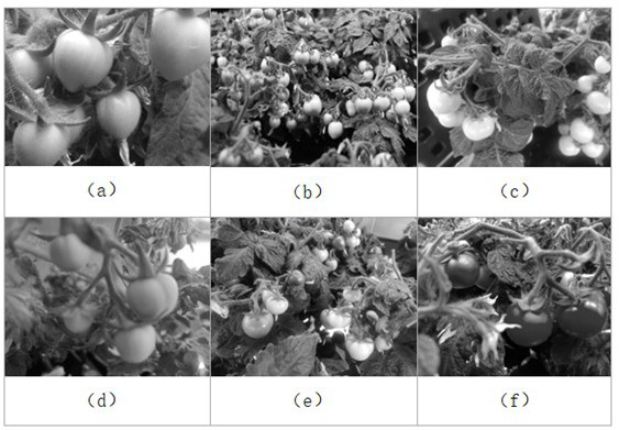 Real-time detection and counting method for solanaceous vegetables and fruits in plant factory