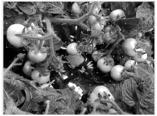 Real-time detection and counting method for solanaceous vegetables and fruits in plant factory