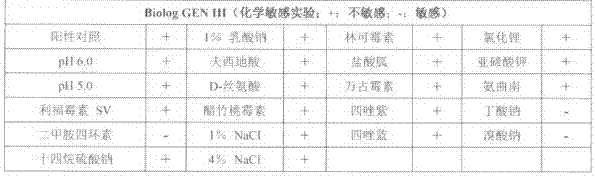 Escherichia coli JL-GlcN and application thereof