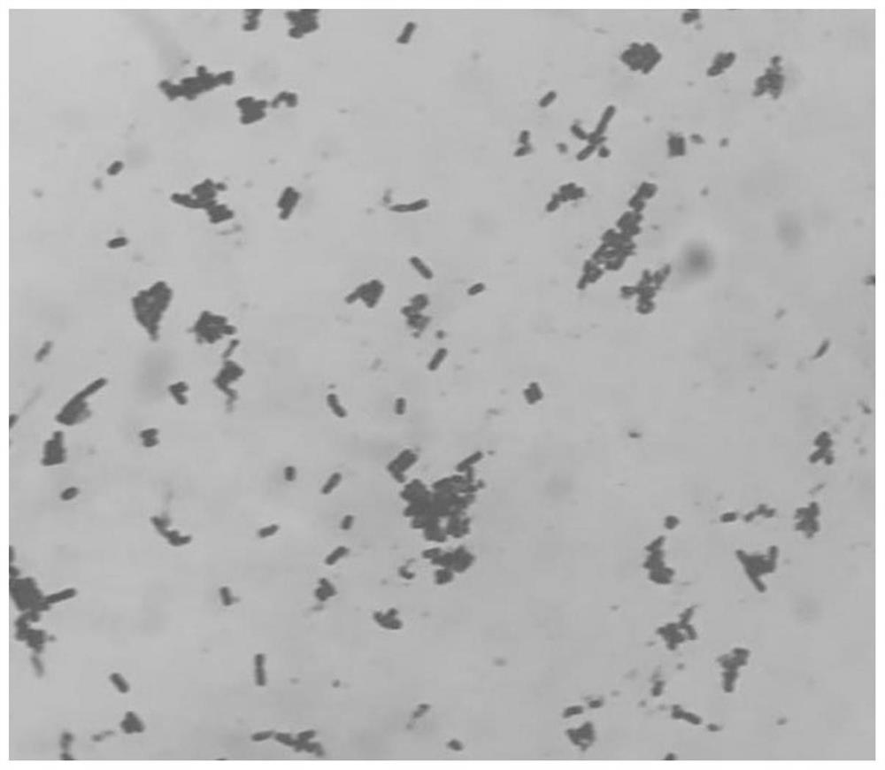 Novel bacillus X901 strain with relatively strong bacteriostatic action and application thereof