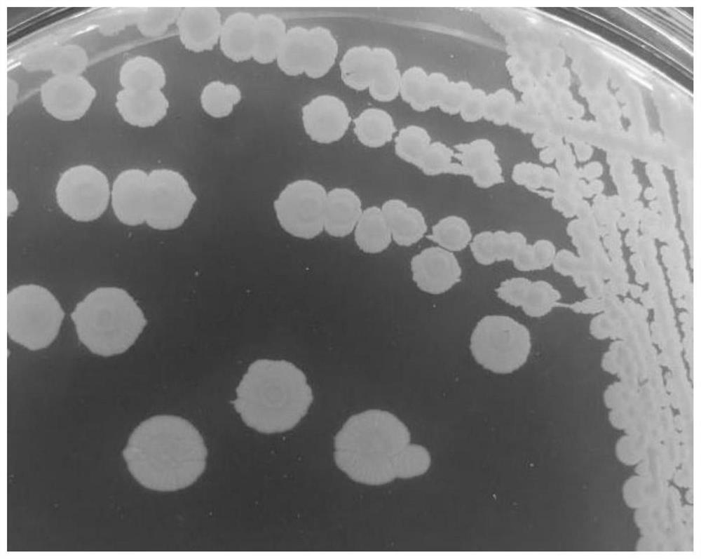 Novel bacillus X901 strain with relatively strong bacteriostatic action and application thereof