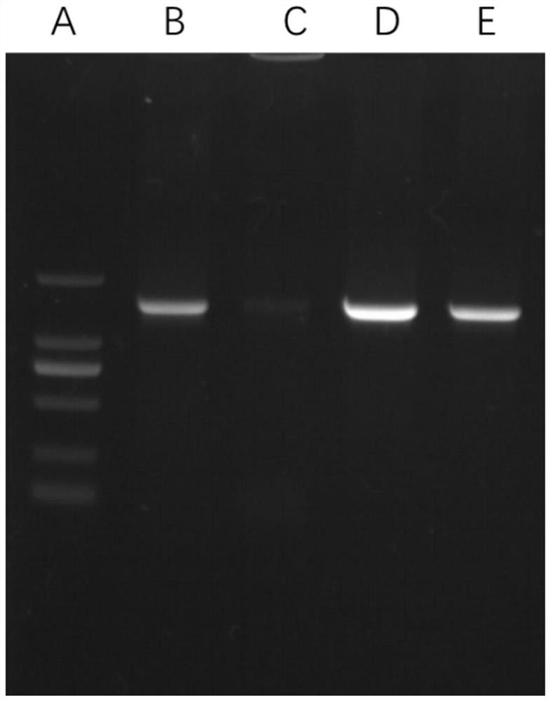 Novel bacillus X901 strain with relatively strong bacteriostatic action and application thereof