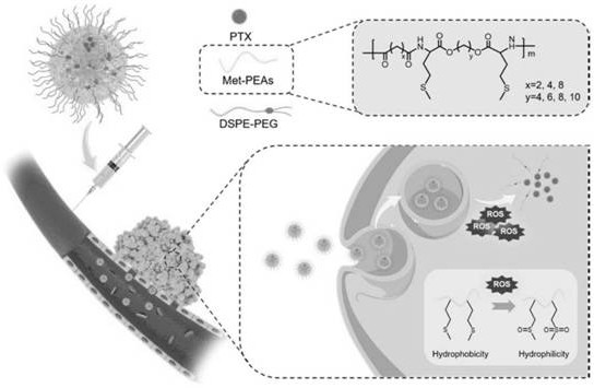 A kind of methionine-polyester amide macromolecular polymer with ros responsiveness and its application