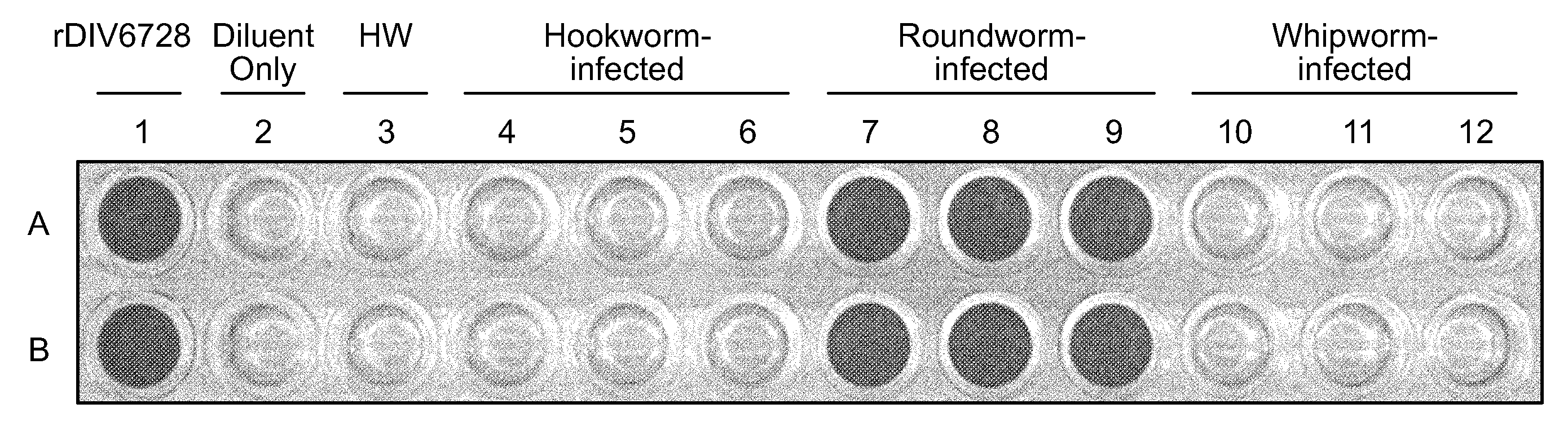 Methods, Devices, Kits and Compositions for Detecting Roundworm