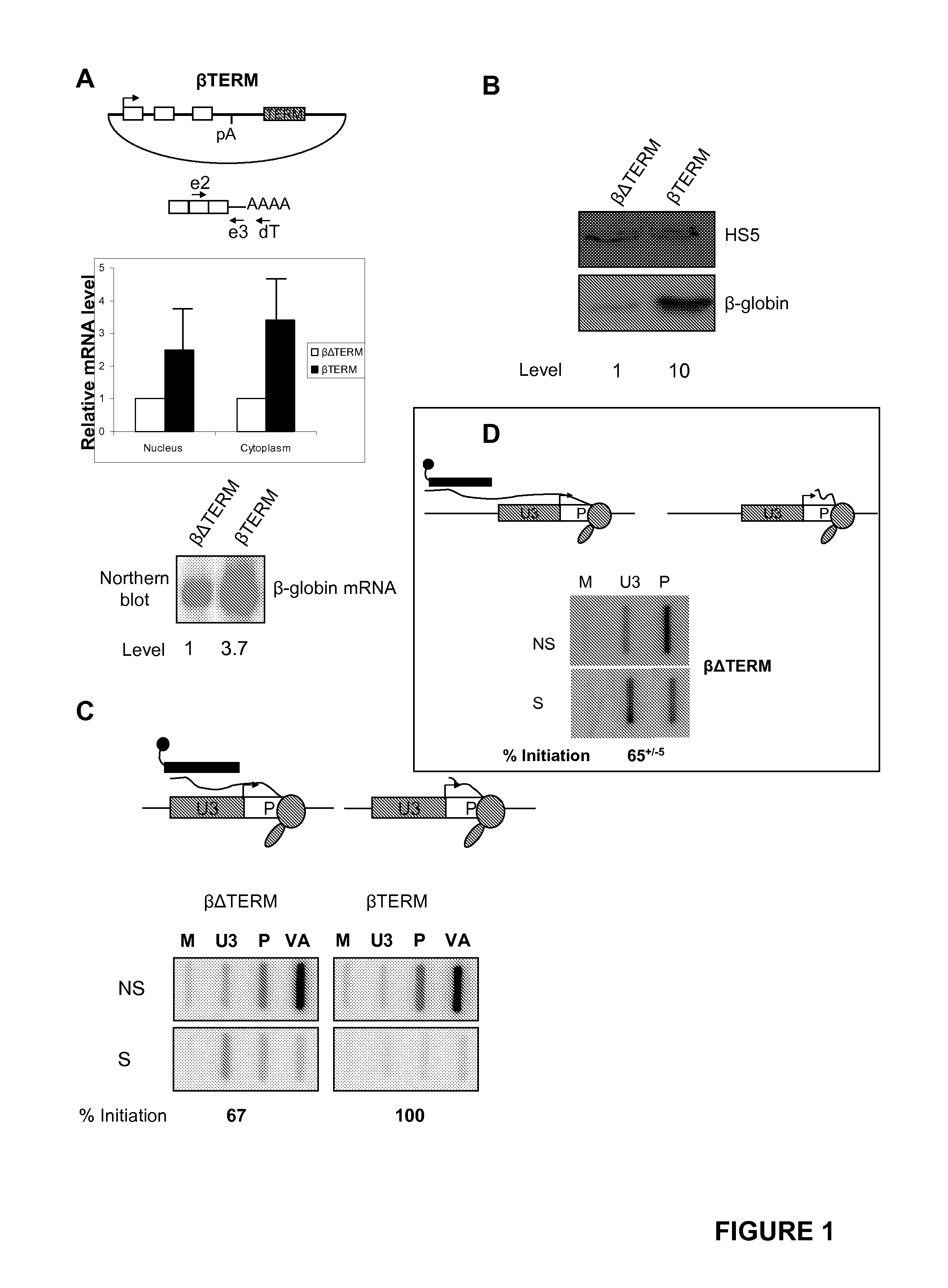 Protein Expression