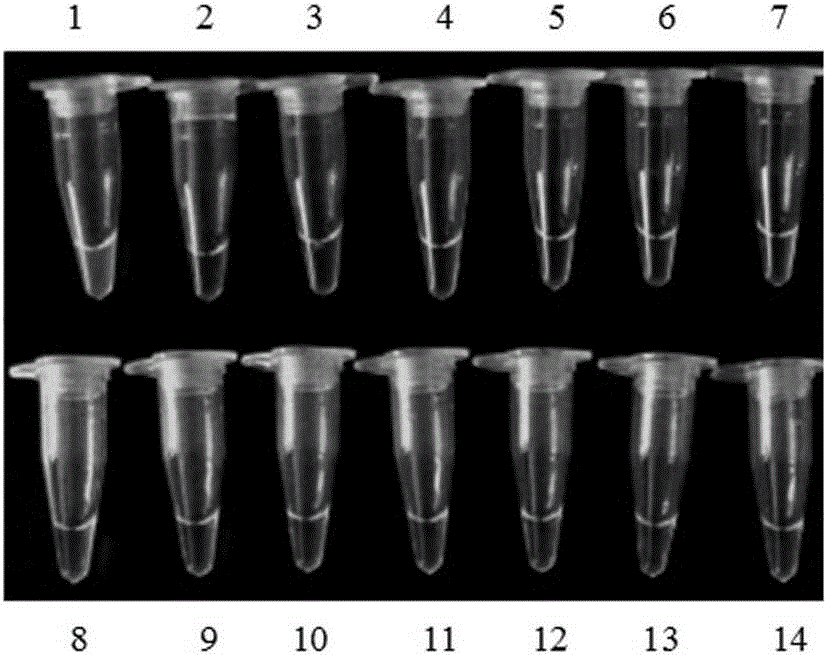 Primer set, kit and method for detecting maize mir162 by lamp