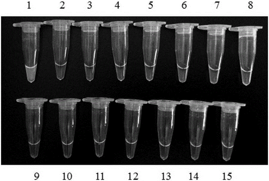 Primer set, kit and method for detecting maize mir162 by lamp