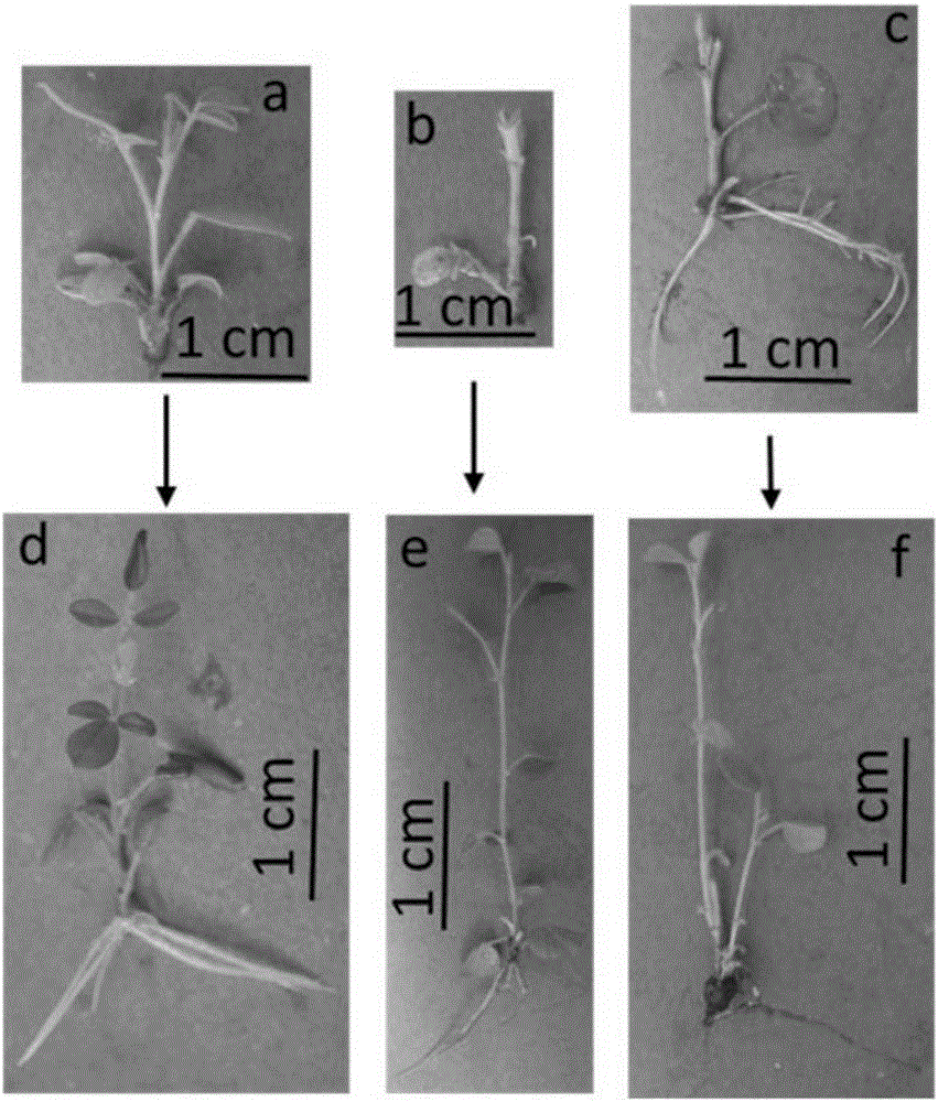 Asexual rapid propagation method for radix glycyrrhizae