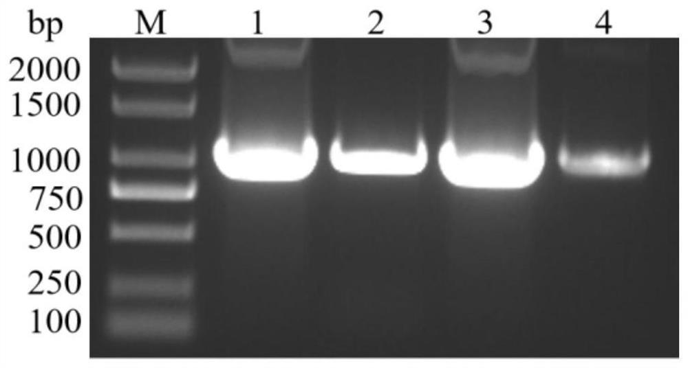 Random recombinant mutant protein of Bacillus thuringiensis sip1aa protein