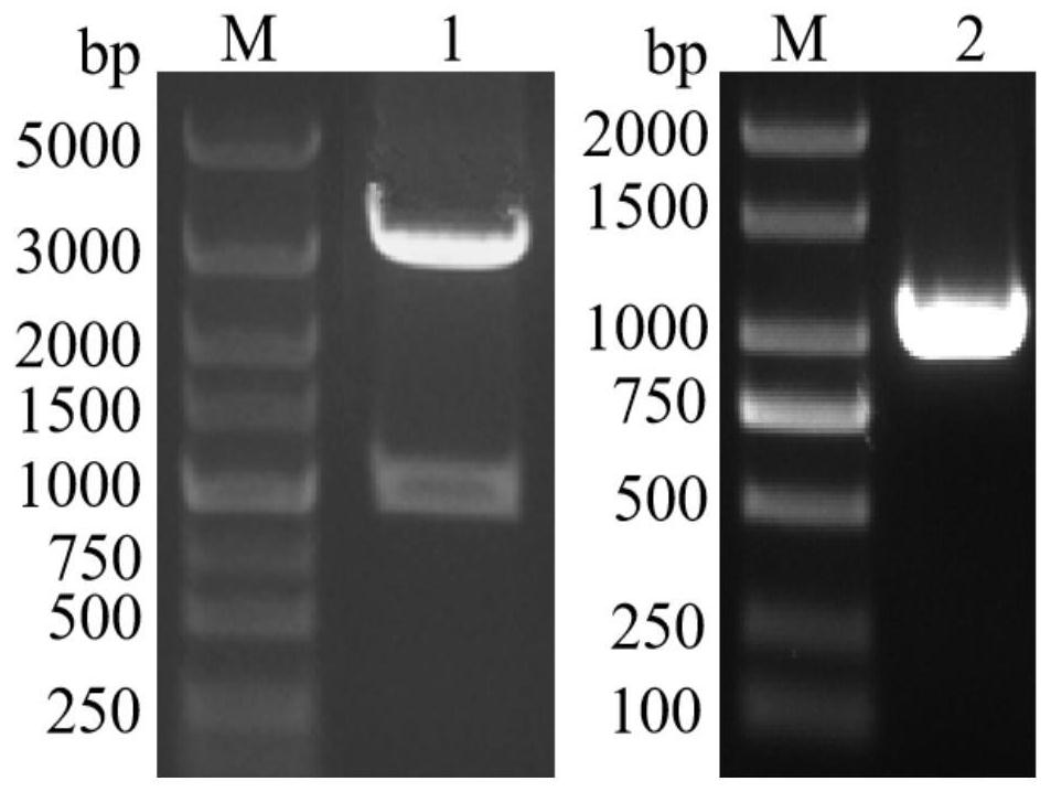 Random recombinant mutant protein of Bacillus thuringiensis sip1aa protein