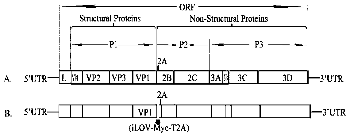 Preparation method and application of porcine seneca virus full-length infectious clone