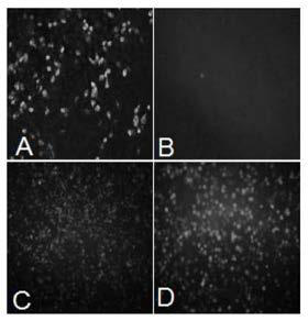 Preparation method and application of porcine seneca virus full-length infectious clone