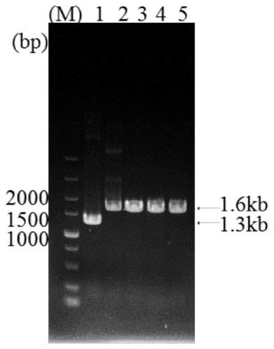 Preparation method and application of porcine seneca virus full-length infectious clone