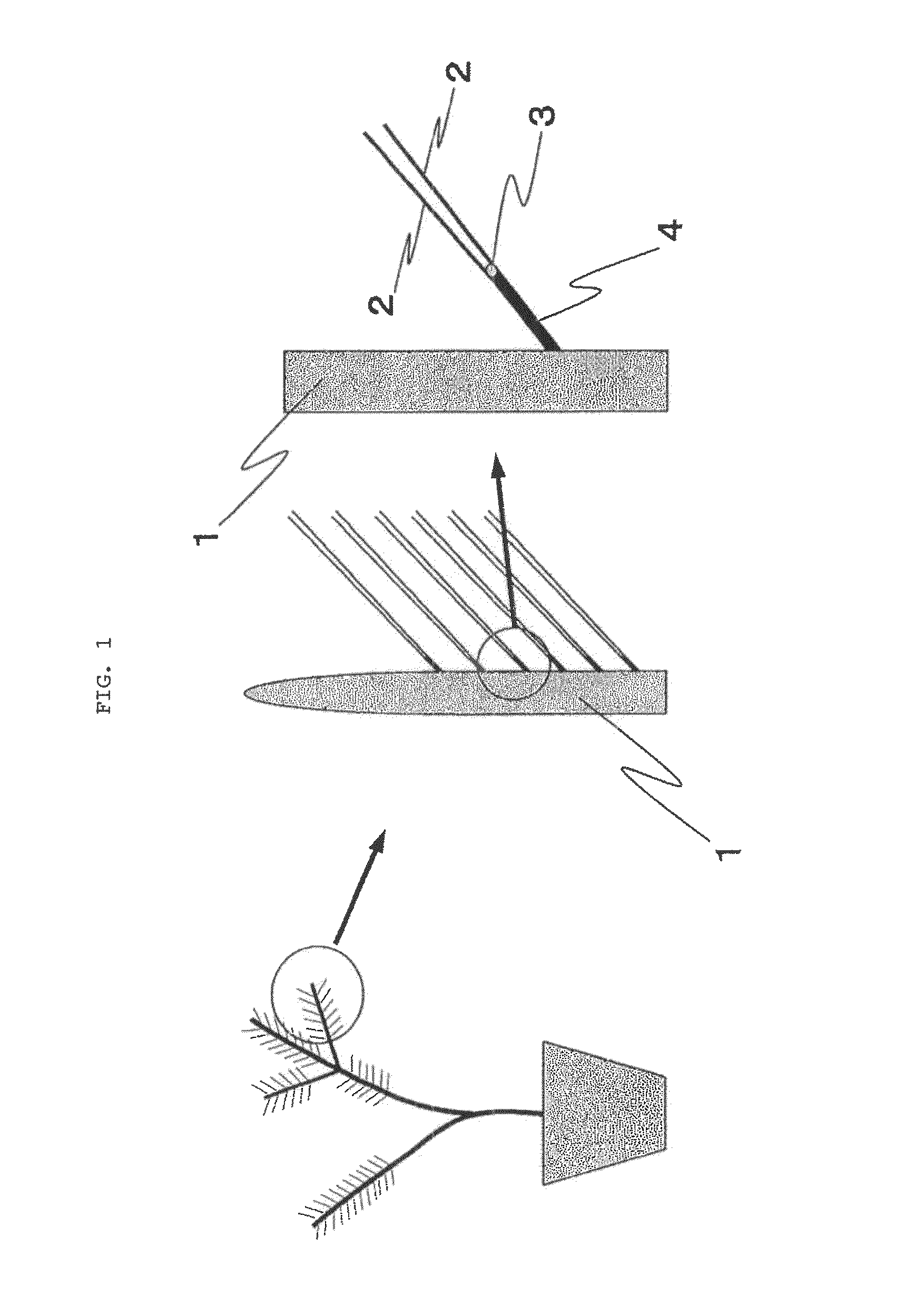 Method for producing rooted cutting of pinaceae tree
