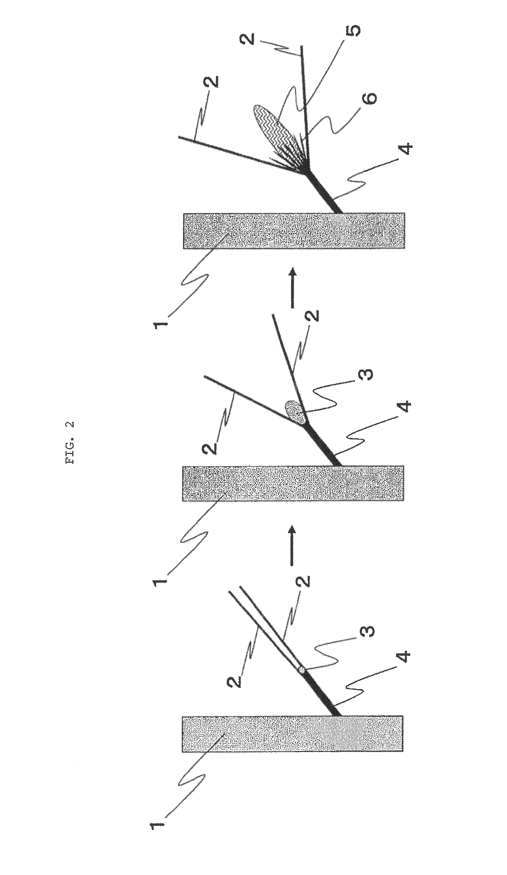 Method for producing rooted cutting of pinaceae tree
