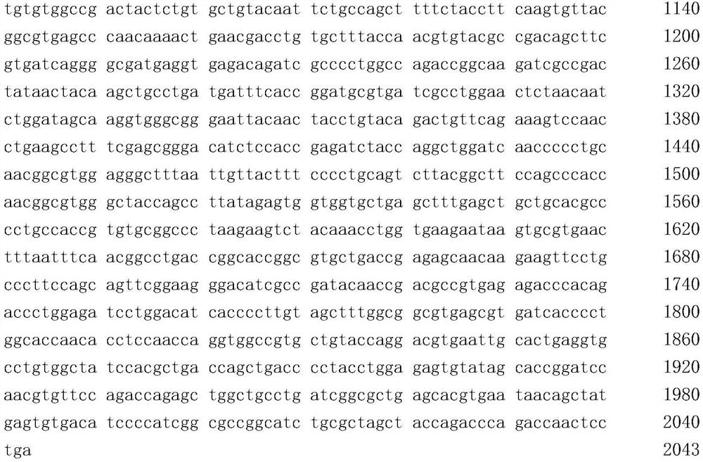 Novel coronavirus pneumonia paramyxovirus vaccine strain and construction method thereof