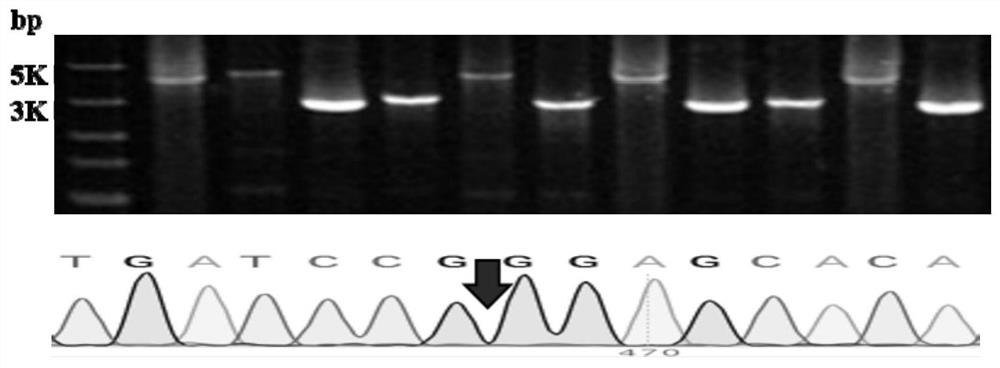 Rhodococcus gene editing method using phenylalanyl-tRNA synthetase gene mutant as reverse selection marker