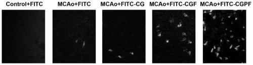 A synthetic peptide that readily penetrates the blood-brain barrier