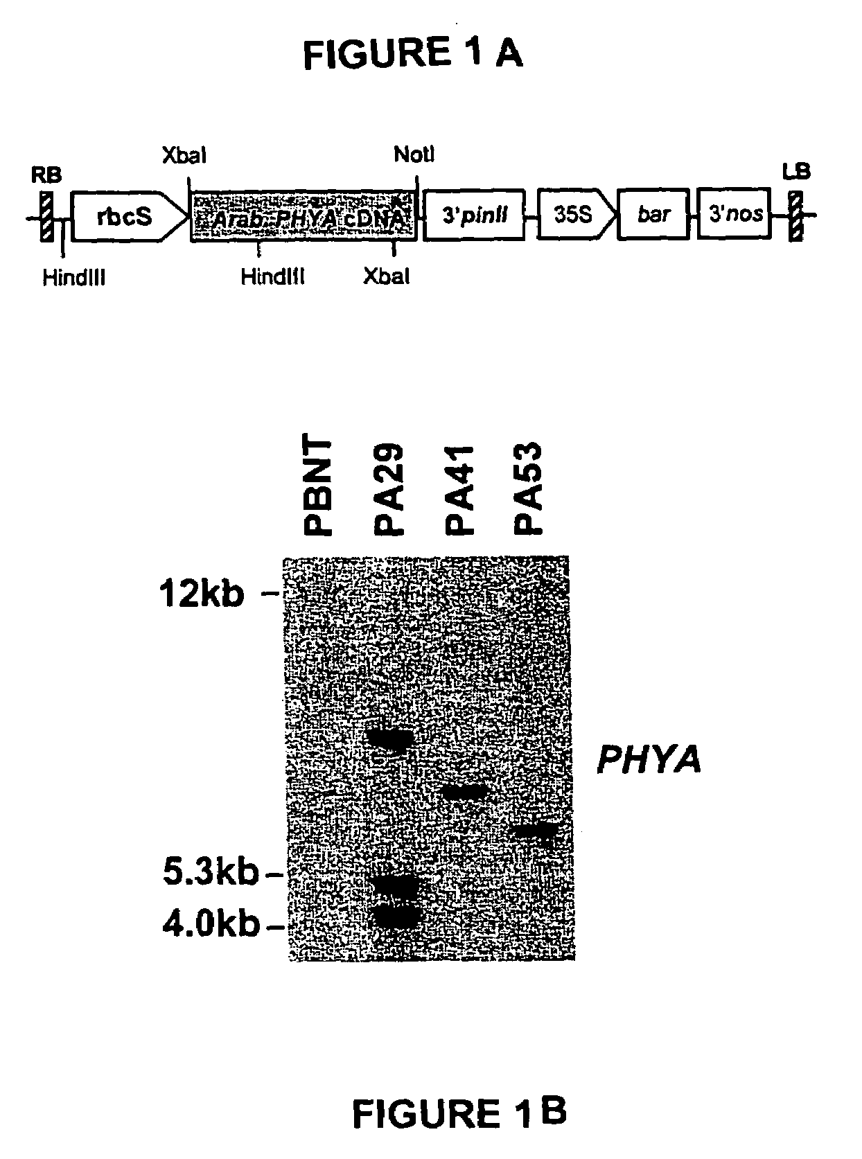 Transgenic expression of a phytochrome a gene