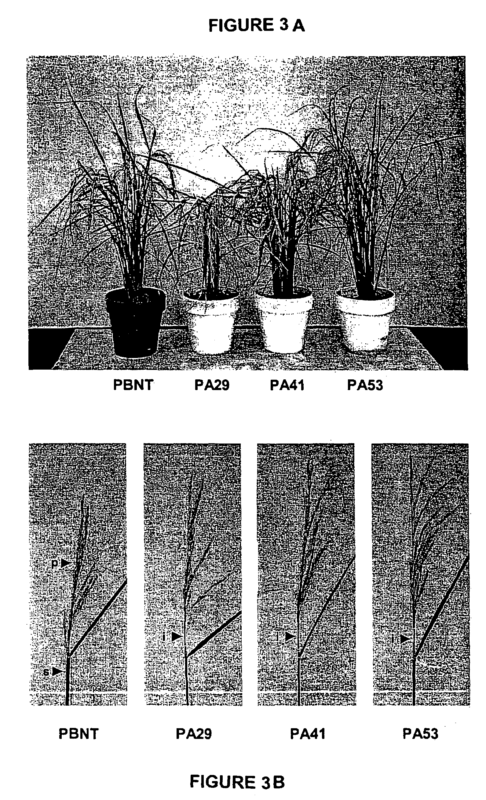 Transgenic expression of a phytochrome a gene