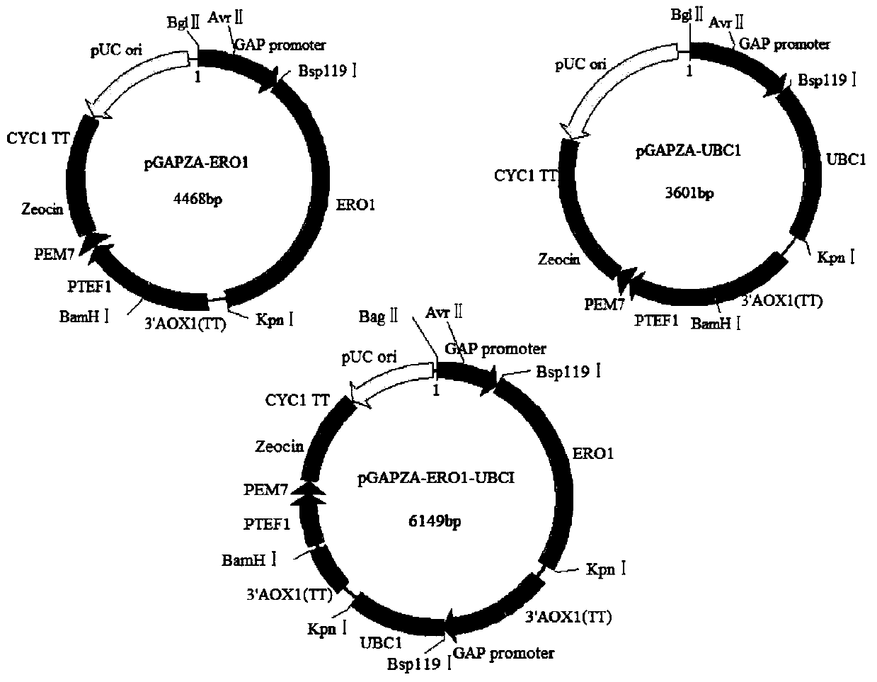 A strain highly expressing alkaline pectinase and its construction and application