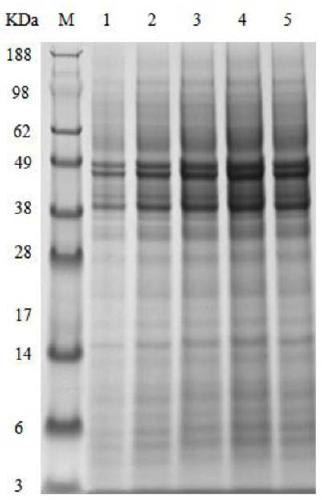 A strain highly expressing alkaline pectinase and its construction and application