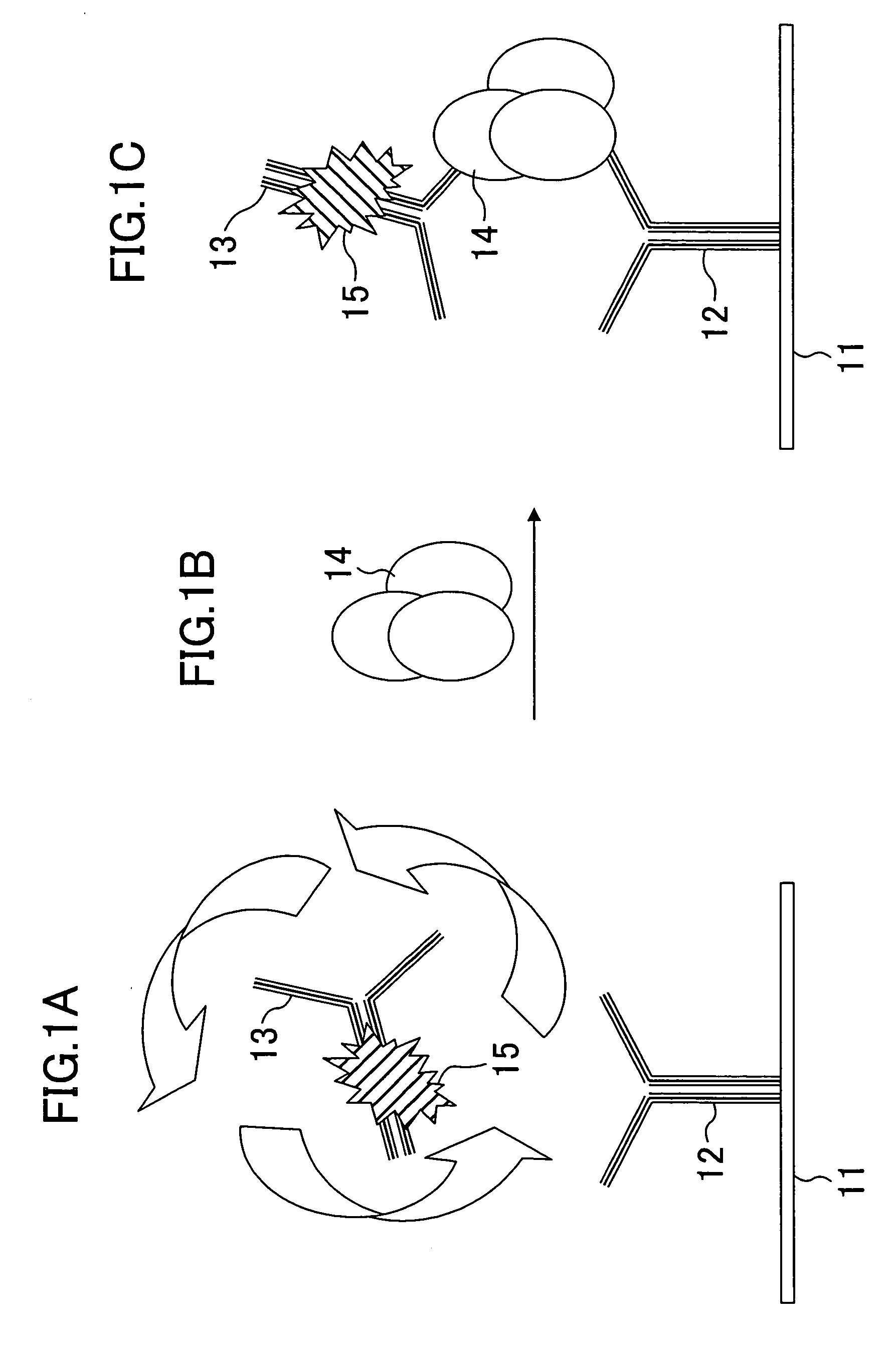 Fluorescent polarization method, kit used therefor and biosensor