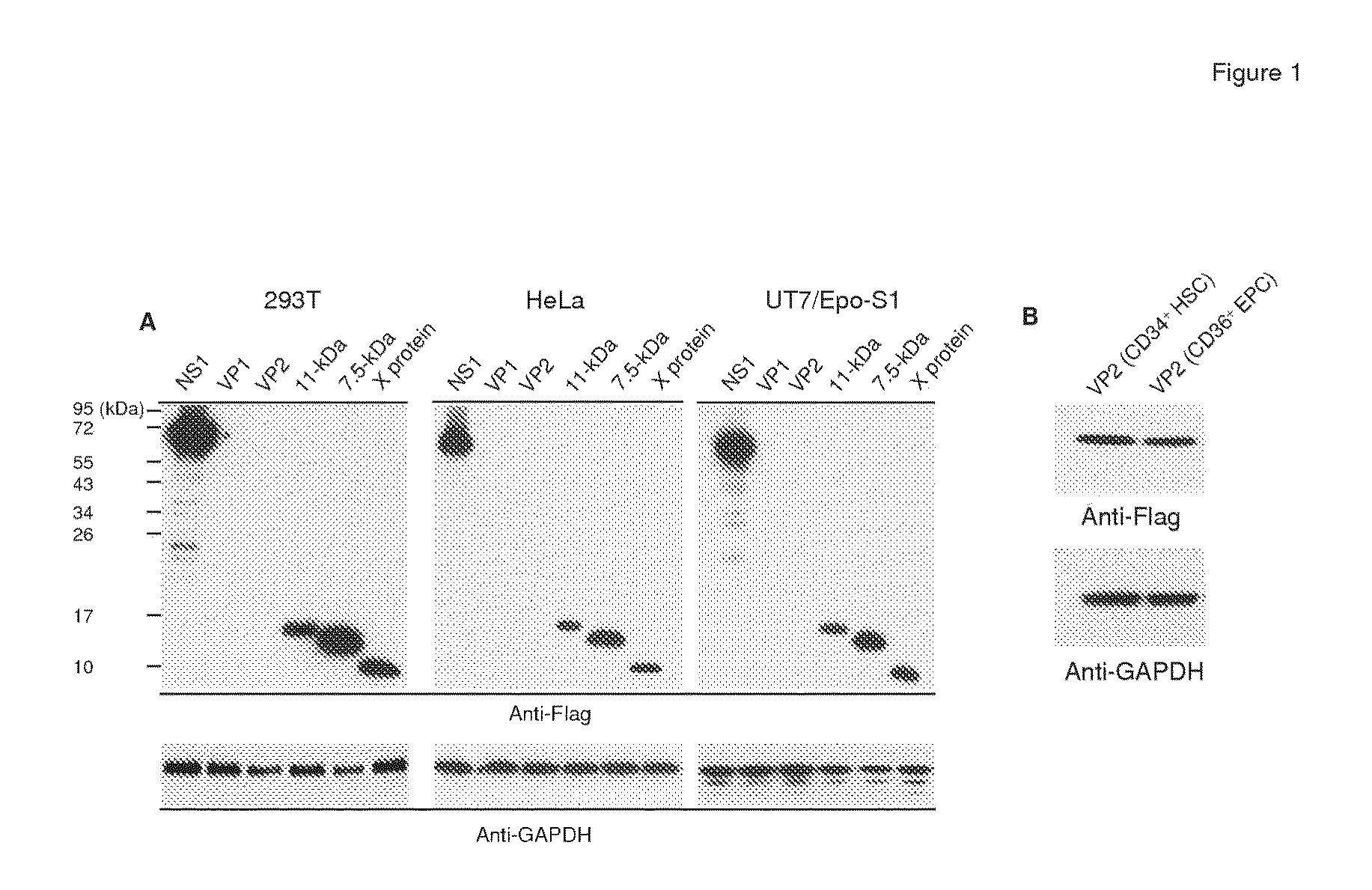 Compositions and methods for preventing or treating a human parvovirus infection